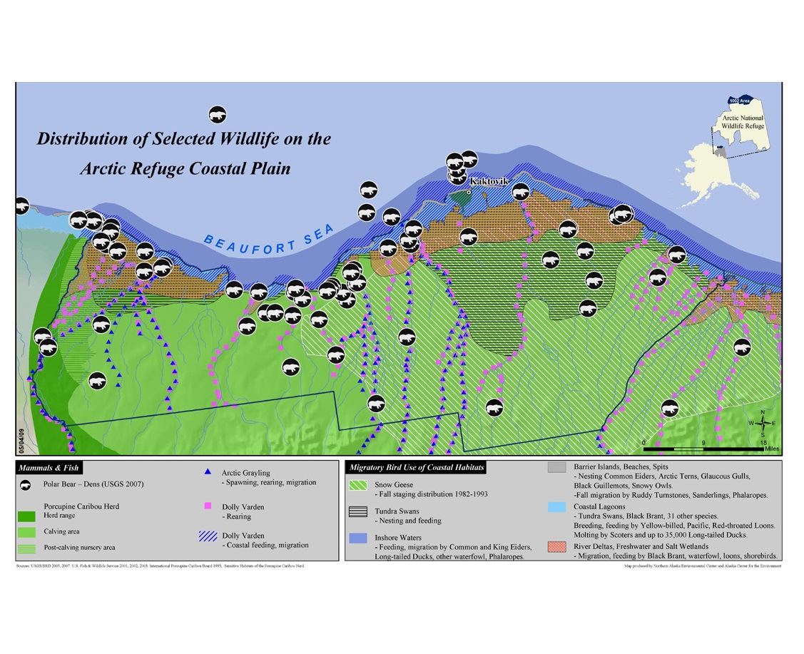 Species at risk from drilling in the Alaska National Wildlife Refuge