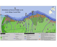 Species at risk from drilling in the Alaska National Wildlife Refuge